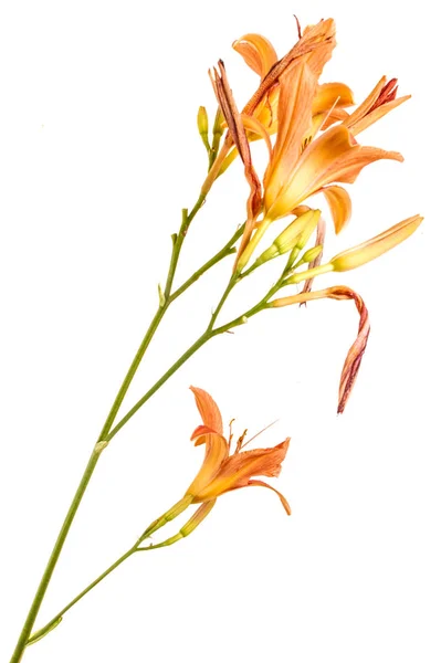 Λουλούδι από ένα πορτοκαλί daylily απομονωθεί σε λευκό φόντο — Φωτογραφία Αρχείου