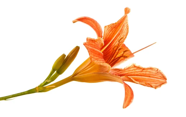Květina oranžová denivka izolovaných na bílém pozadí — Stock fotografie