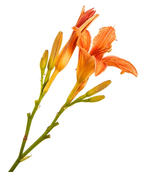 Kwiat pomarańczowy liliowca, na białym tle na białym tle — Zdjęcie stockowe