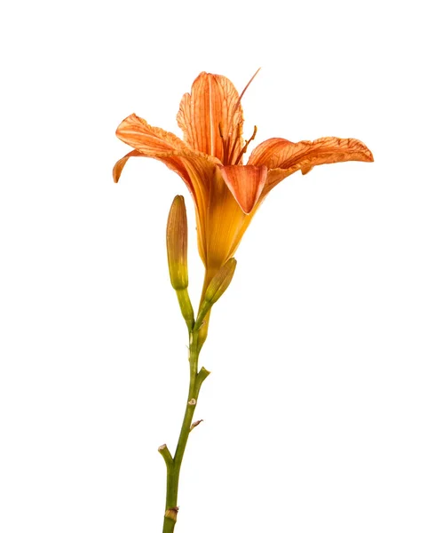 Fleur d'un lis orange isolé sur un fond blanc — Photo