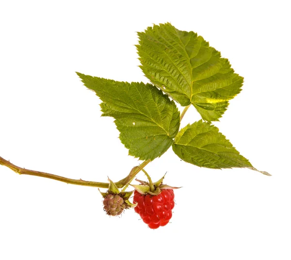 Frambuesa roja madura en una rama. Aislado sobre fondo blanco —  Fotos de Stock