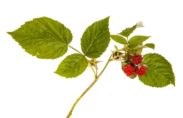 Ripe red raspberry on a branch. Isolated on white background — Stock Photo, Image