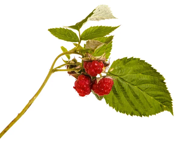 Frambuesa roja madura en una rama. Aislado sobre fondo blanco — Foto de Stock