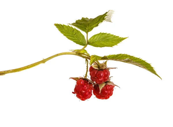 Frambuesa roja madura en una rama. Aislado sobre fondo blanco — Foto de Stock