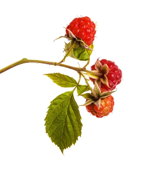 Ripe red raspberry on a branch. Isolated on white background — Stock Photo, Image