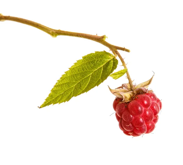 Frambuesa roja madura en una rama. Aislado sobre fondo blanco — Foto de Stock