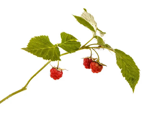 Ripe red raspberry on a branch. Isolated on white background — Stock Photo, Image