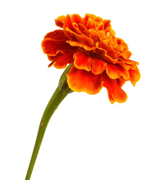 Uma flor de uma calêndula de laranja. Isolado sobre fundo branco — Fotografia de Stock