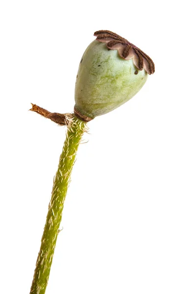 Capsule di papaveri con semi. Isolato su sfondo bianco — Foto Stock