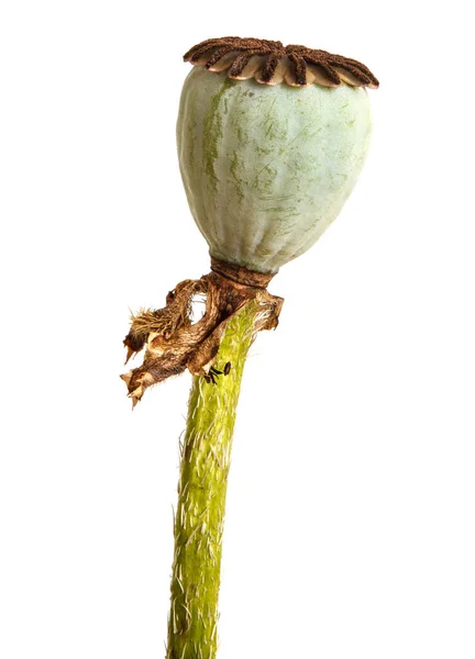 Cápsulas de amapolas con semillas. Aislado sobre fondo blanco —  Fotos de Stock