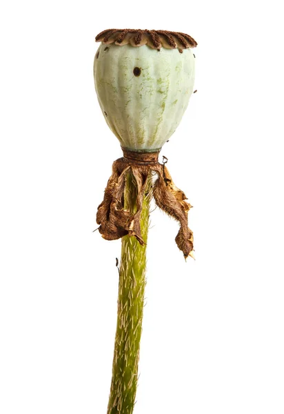 胶囊的罂粟种子。白色背景上孤立 — 图库照片