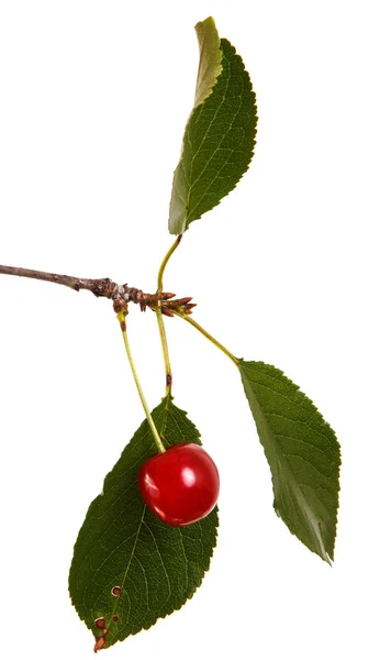 Eine reife Kirsche auf einem Zweig. isoliert auf weißem Hintergrund — Stockfoto