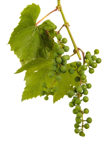 Clusters of young unripe grapes on the vine. Isolated on white b — Stock Photo, Image