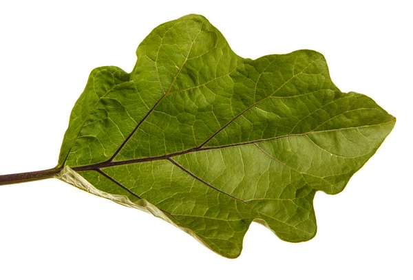 Зелений лист куща баклажанів. Ізольовані на білому тлі — стокове фото