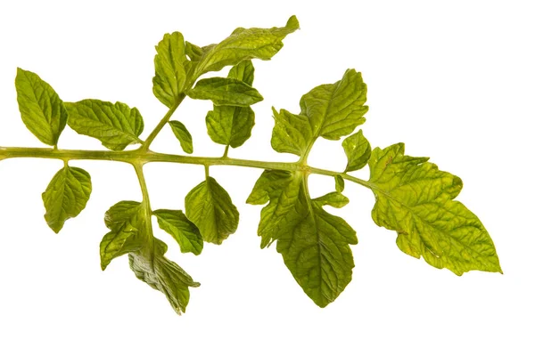 Las hojas verdes del arbusto de los tomates. Aislado sobre fondo blanco — Foto de Stock