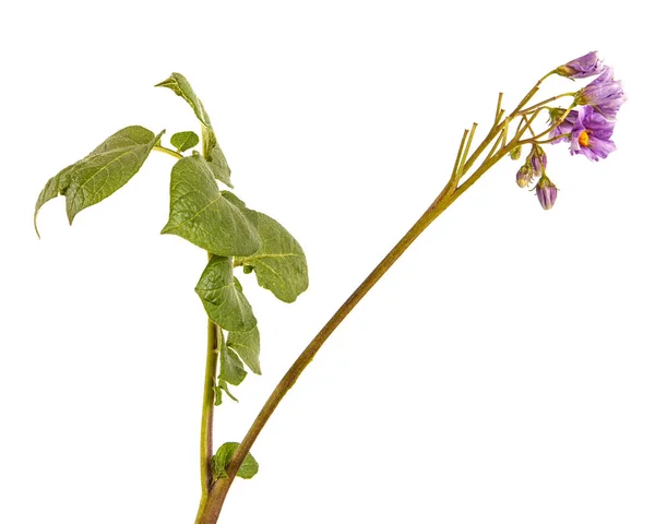 En del av en potatis buske med gröna blad. Isolerad på vita backg — Stockfoto