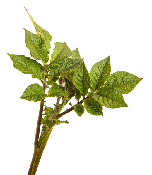 Parte de un arbusto de papa con hojas verdes. Aislado sobre respaldo blanco —  Fotos de Stock