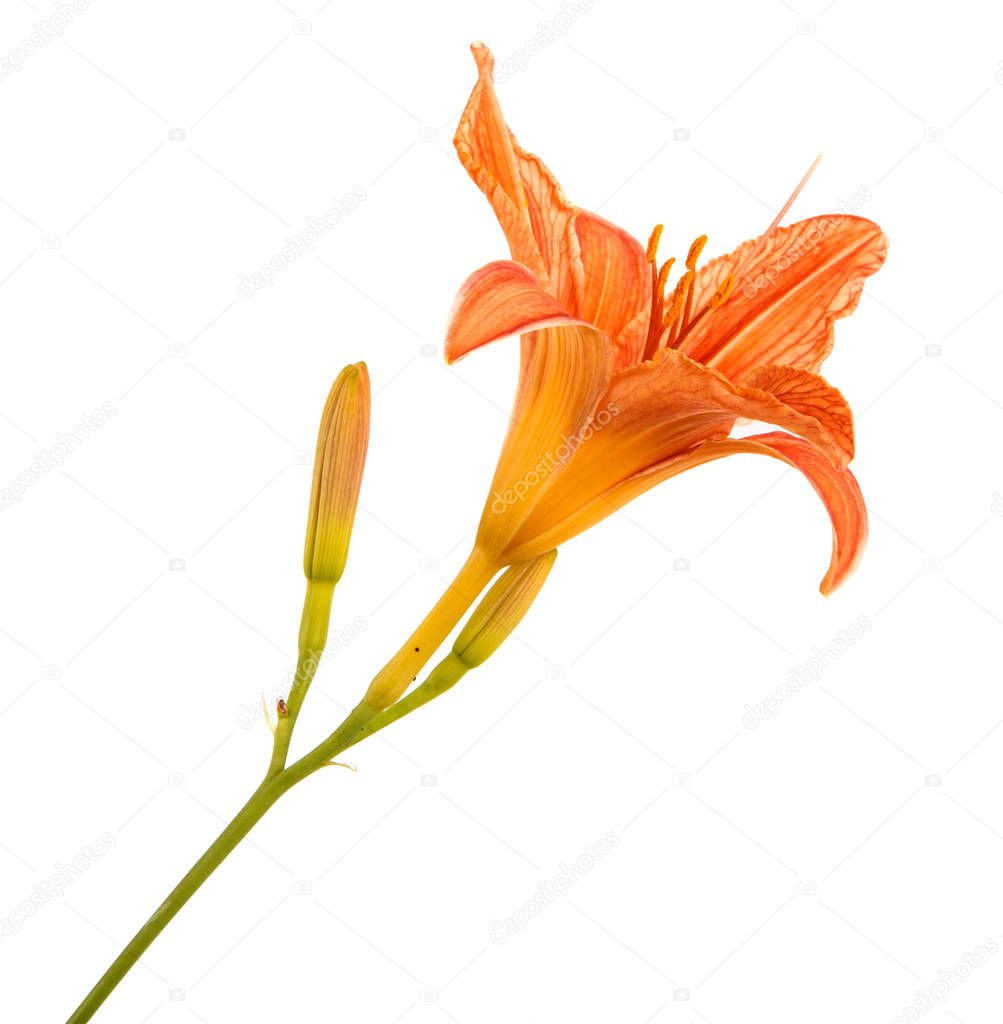 Flower of an orange daylily isolated on a white background