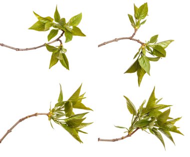 Genç yeşil yaprakları ile Lila bir çalı Şubesi. Beyaz arka plan üzerinde izole. Ayarla