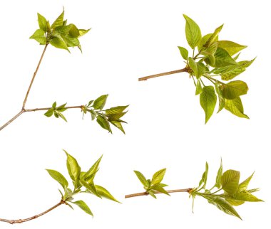 Genç yeşil yaprakları ile Lila bir çalı Şubesi. Beyaz arka plan üzerinde izole. Ayarla