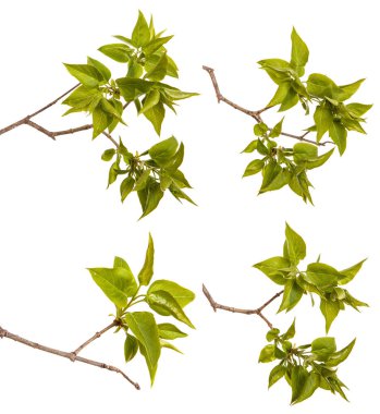 Genç yeşil yaprakları ile Lila bir çalı Şubesi. Beyaz arka plan üzerinde izole. Ayarla