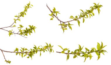 Genç yeşil yaprakları ile bir erik ağacı dalı. WHI üzerinde izole