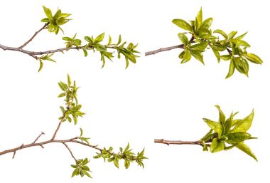 Genç yeşil yaprakları ile bir erik ağacı dalı. WHI üzerinde izole