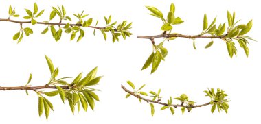 Genç yeşil armut ağacının dalını bırakır. Beyaz izole