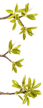 Genç yeşil armut ağacının dalını bırakır. Beyaz izole