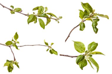 Genç yeşil bir elma ağacının dalını bırakır. WHI üzerinde izole