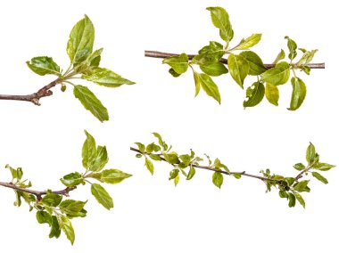 Genç yeşil bir elma ağacının dalını bırakır. WHI üzerinde izole