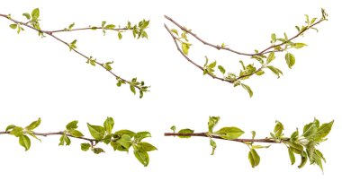 Genç yeşil bir elma ağacının dalını bırakır. WHI üzerinde izole