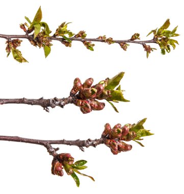 Küçük tomurcuklu bir kiraz ağacı dalı. Beyaz backg izole