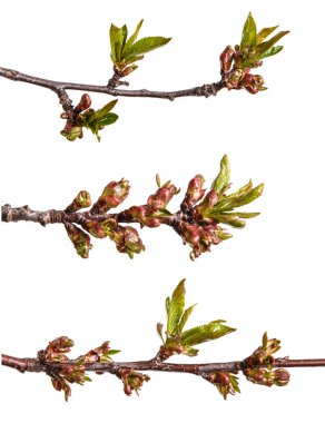 Küçük tomurcuklu bir kiraz ağacı dalı. Beyaz backg izole