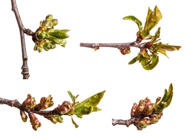 Küçük tomurcuklu bir kiraz ağacı dalı. Beyaz backg izole