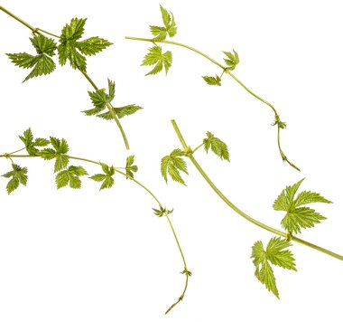 Yeşil bir filiz şerbetçiotu. Beyaz arka plan üzerinde izole. Ayarla