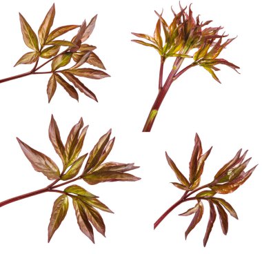 Genç yaprak Şakayık bush. Beyaz arka plan üzerinde izole. Ayarla