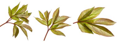 Genç yaprak Şakayık bush. Beyaz arka plan üzerinde izole. Ayarla