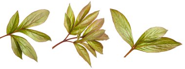 Genç yaprak Şakayık bush. Beyaz arka plan üzerinde izole. Ayarla