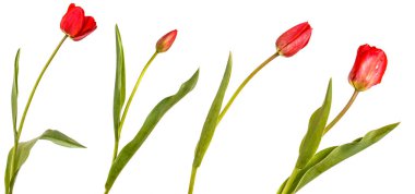 Bir kırmızı lale. Beyaz arka plan üzerinde izole. Ayarla