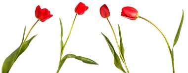 Bir kırmızı lale. Beyaz arka plan üzerinde izole. Ayarla