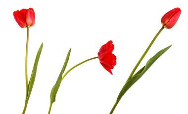 Bir kırmızı lale. Beyaz arka plan üzerinde izole. Ayarla