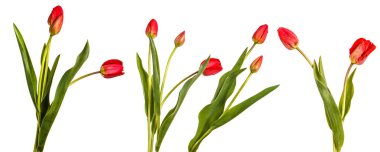Kırmızı lale buketi. Beyaz arka plan üzerinde izole. Ayarla