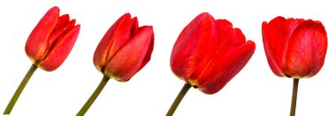 Kırmızı lale bir tomurcuğu. Beyaz arka plan üzerinde izole. Ayarla