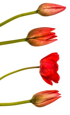 Kırmızı lale bir tomurcuğu. Beyaz arka plan üzerinde izole. Ayarla