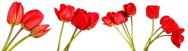 Kırmızı lale buketi. Beyaz arka plan üzerinde izole. Ayarla