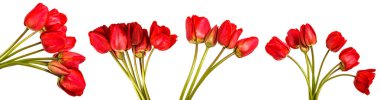 Kırmızı lale buketi. Beyaz arka plan üzerinde izole. Ayarla