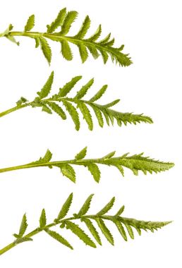 Haşhaş yeşil yaprakları. Beyaz arka plan üzerinde izole. Ayarla