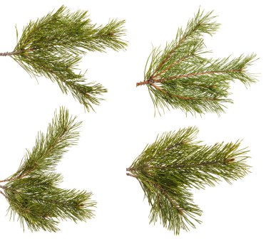 Çam ağacı dalı. Beyaz arka plan üzerinde izole. Ayarla