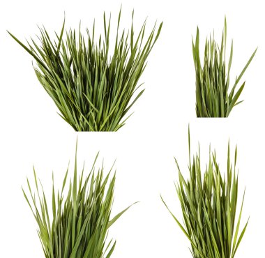 Bir sürü yeşil çim çimen. Beyaz arka plan üzerinde izole. Ayarla